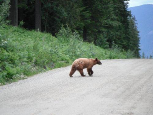 another_bear_on_th_road._._2 (1)