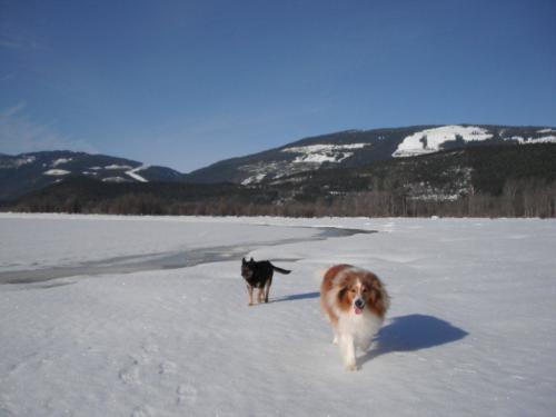 dogs_on_sunny_winter_beach