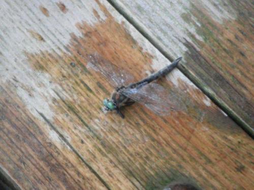 dragon_fly_on_the_deck