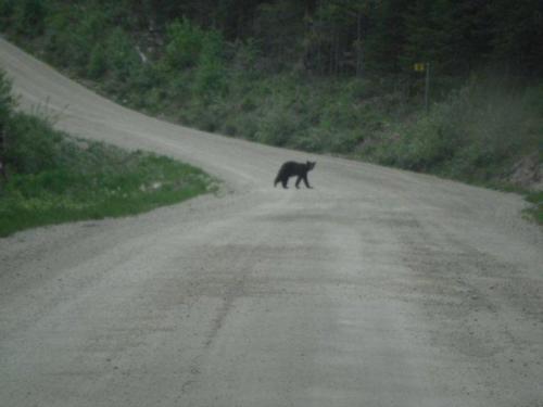 may_2011_another_bear._._1